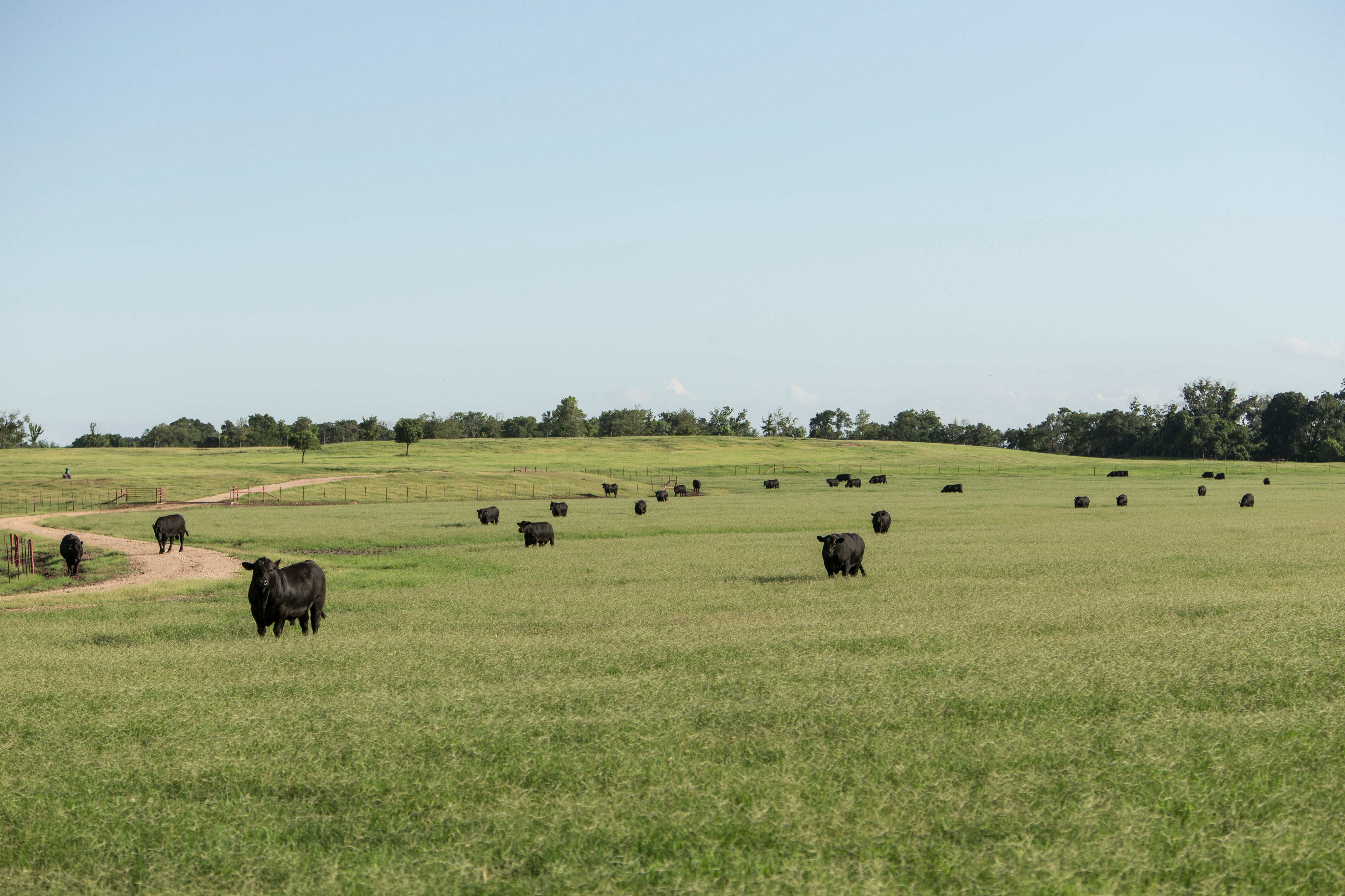 44 Farms Black Angus Cattle in a pasture deep in the heart of Central Texas