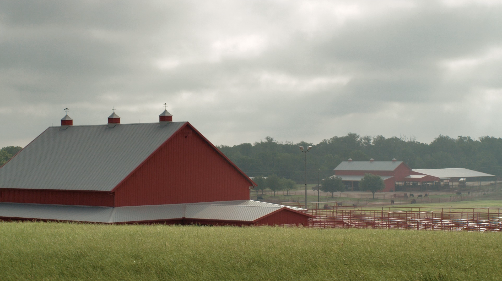 Prime Cut Bull Sale - Promo Video