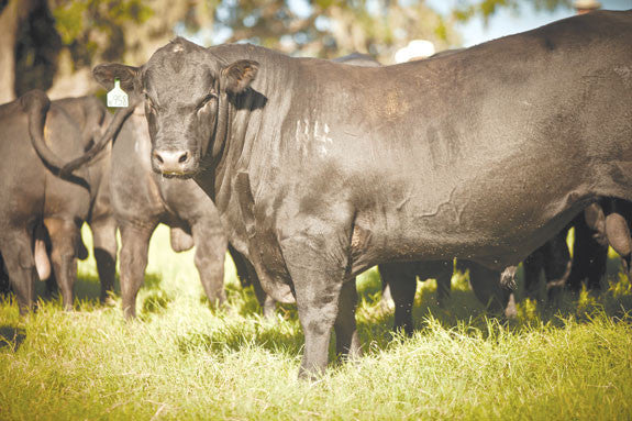 A Time To Build: Bred Heifer Sales and Drought Recovery