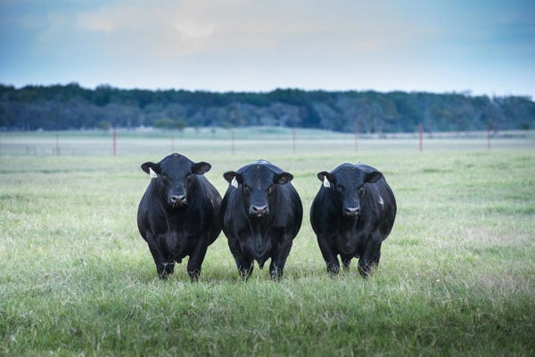 Billion Dollar Buyer: 44 Farms Accepts $2 Million Deal with Tilman Fertitta