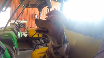 Meet Presley-Our Ranch Dog
