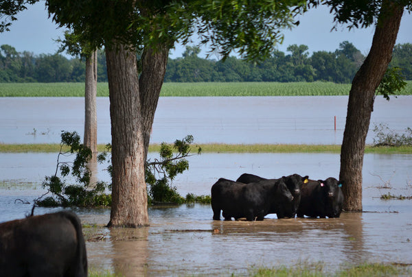 Texas Cattle Ranchers Whipsawed Between Drought And Deluge