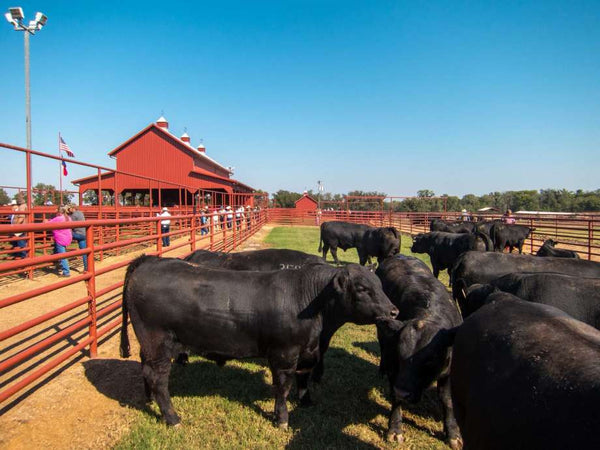 Adapt or die: A central Texas cattle ranch changes with the times