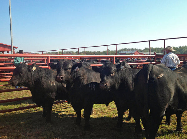 No ‘Misteak’: High Beef Prices A Boon For Drought-Weary Ranchers